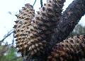 Bishop Pine, Pricklecone Pine / Pinus muricata